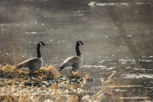 How to Keep Geese Off Your Dock (Without Turning Your Waterfront Into a Science Experiment)