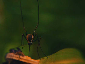 Bugs: the Bane of Boaters